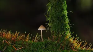 5 effektive metoder mod mos i plænen