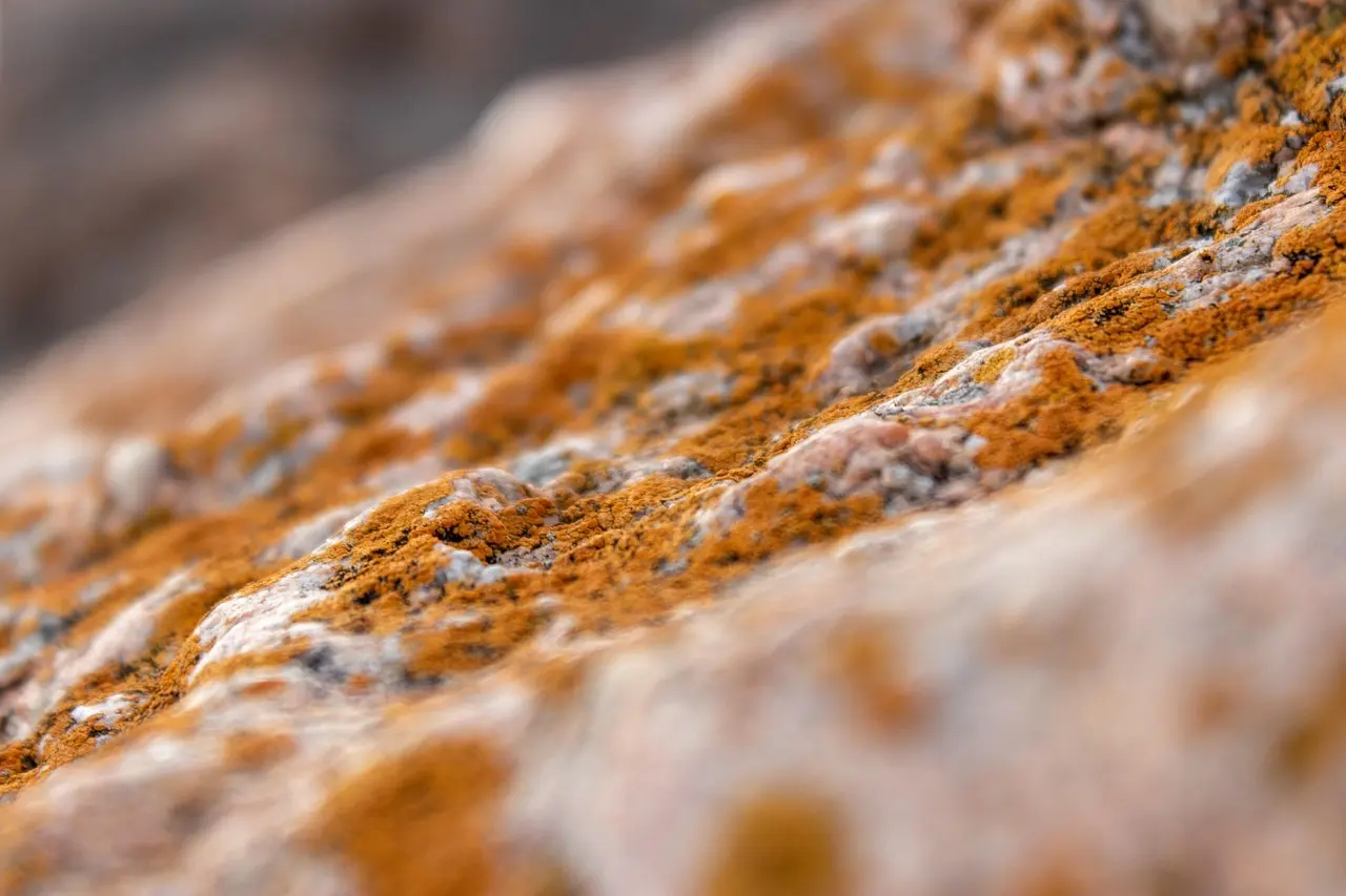 Hvordan maler man vægge efter skimmelbehandling?