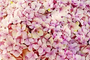 Hvornår beskærer man hortensia? Ekspertens enkle guide til frodig blomstring