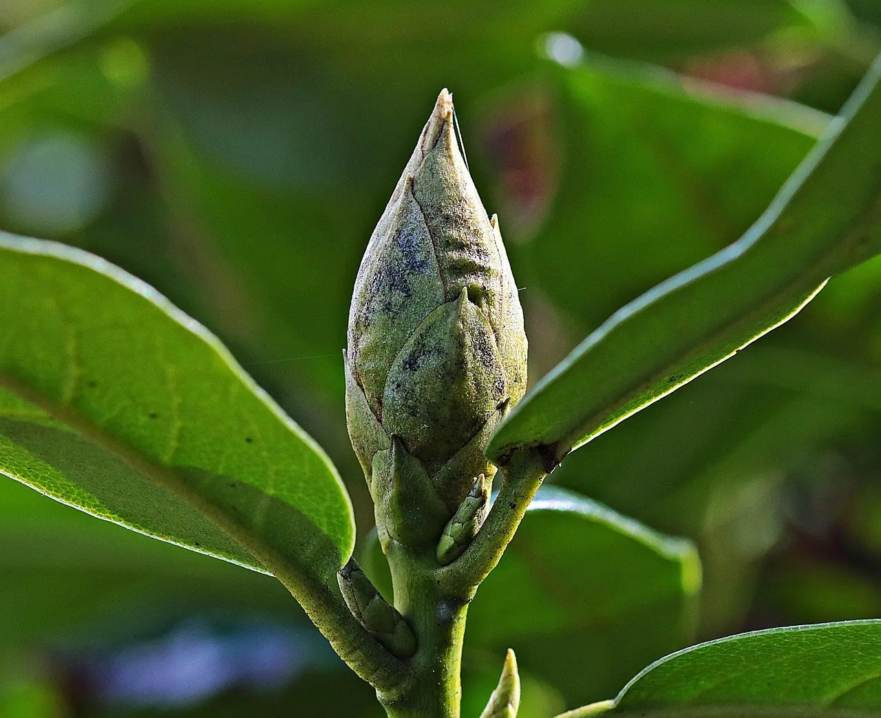 Hvornår gøder man rhododendron? Få den perfekte gødningsplan til frodig blomstring