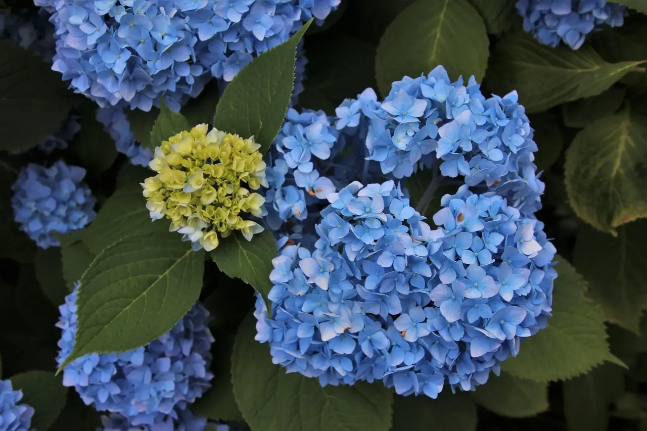 Hvornår kan man plante hortensia? Den ultimative guide til frodige blomster og succes i haven