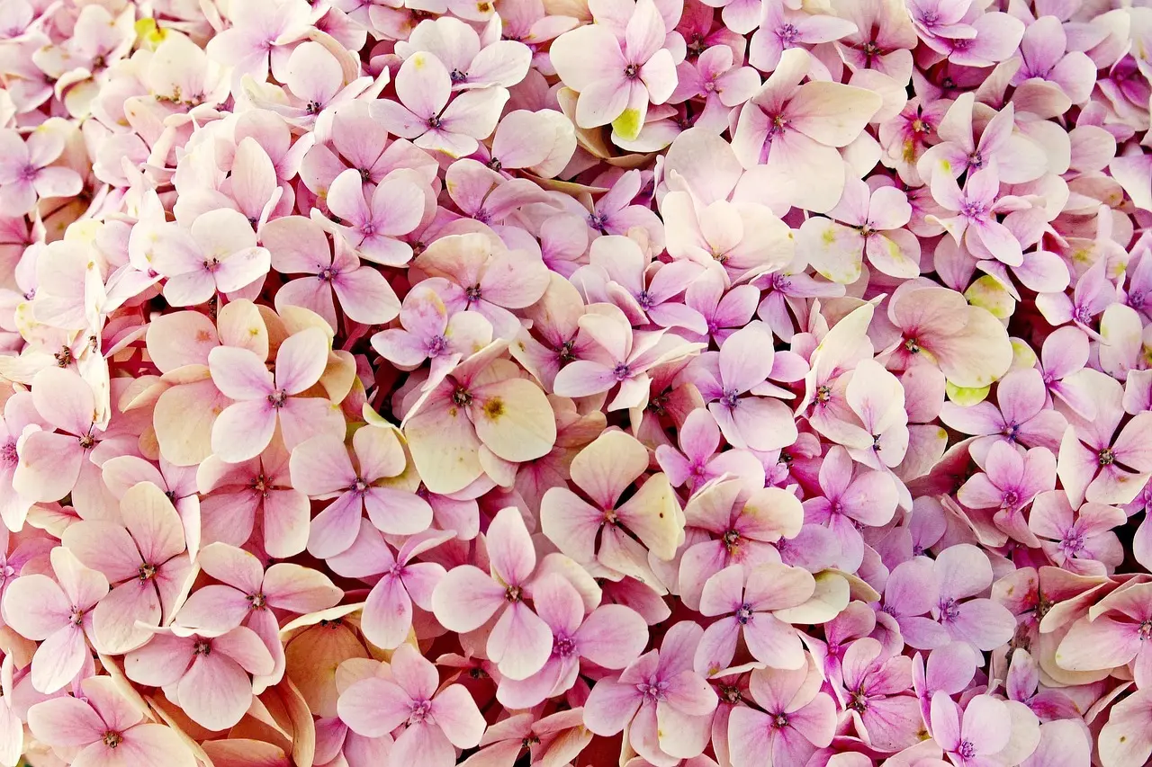 Hvornår klipper man hortensia ned? Eksperternes enkle guide til flere og smukkere blomster