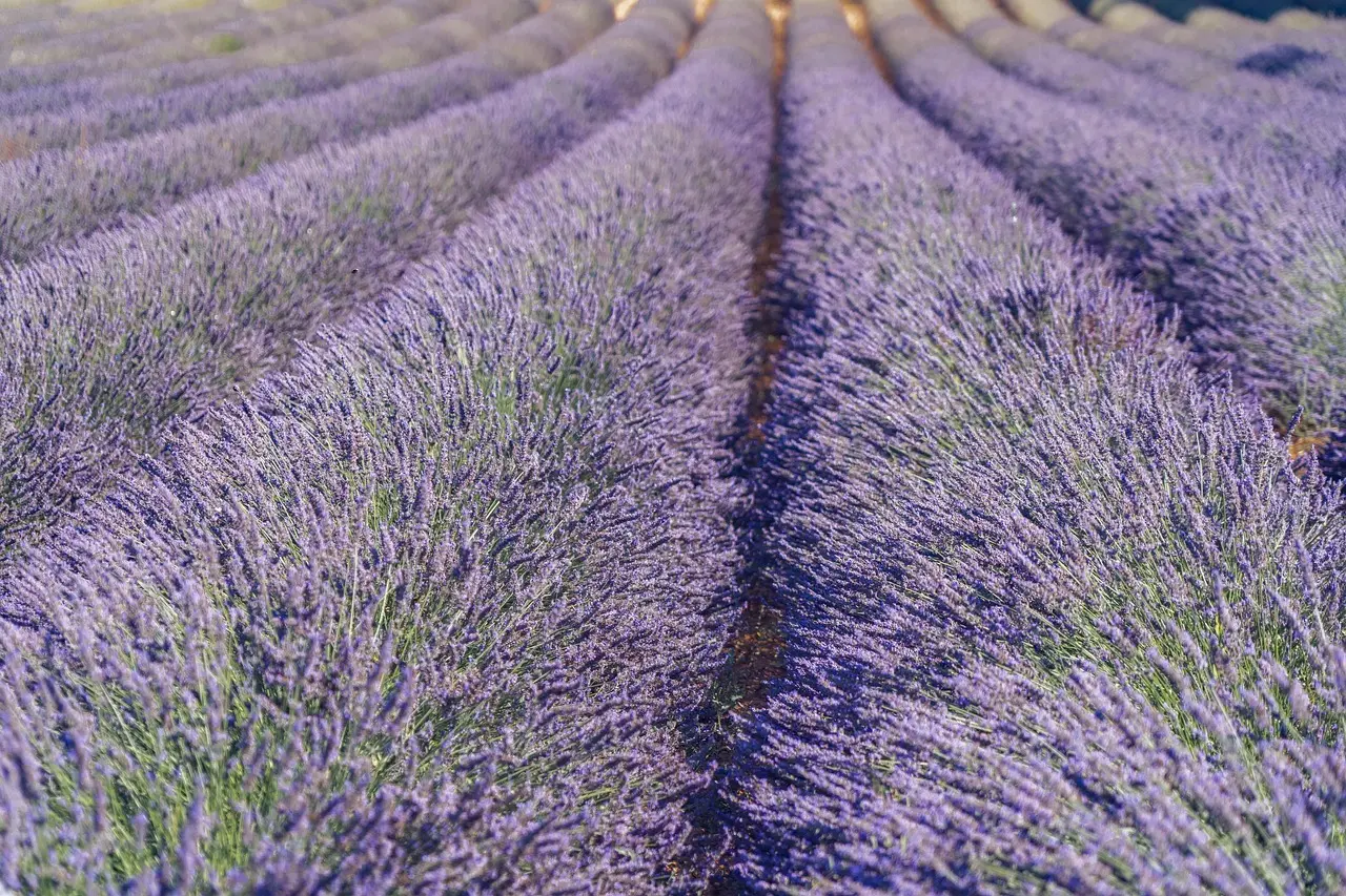 Hvornår skal man beskære lavendel i Danmark?