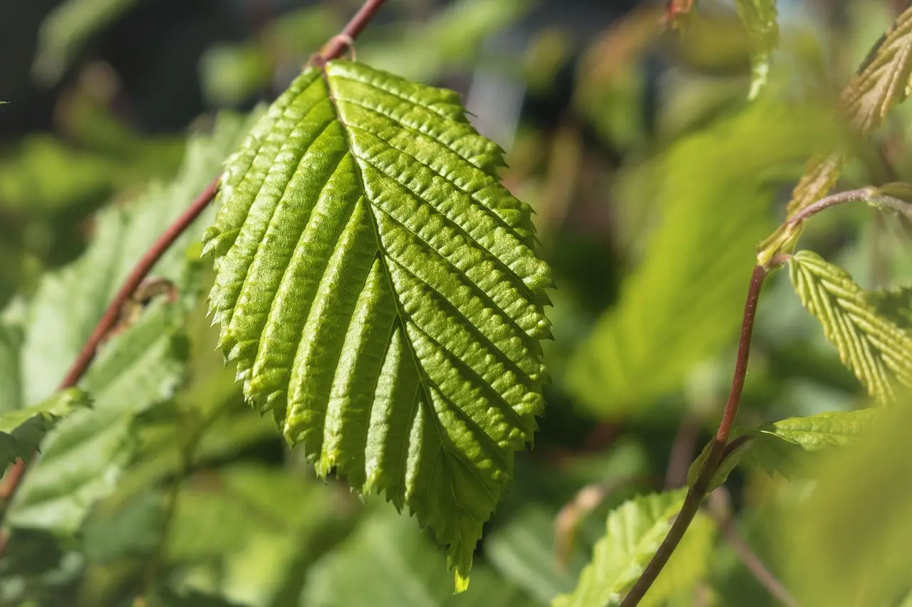 Hvornår skal man klippe bøgehæk? Ekspertens guide til perfekt timing og frodig vækst