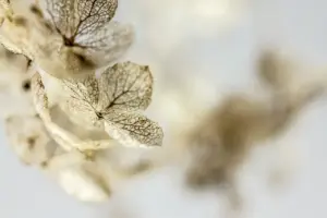 Hvornår skal man klippe hortensia ned? Få det rette tidspunkt og nemme plejetricks