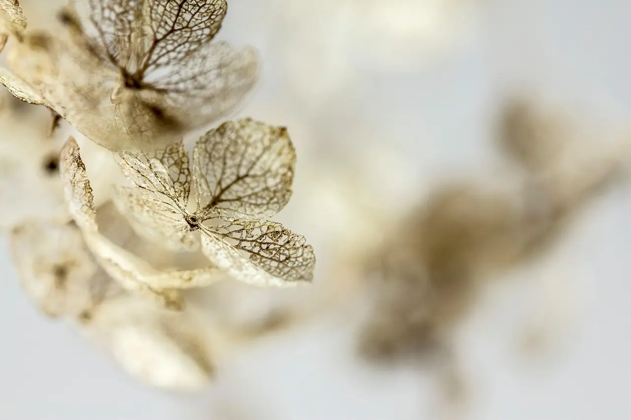 Hvornår skal man klippe hortensia ned? Få det rette tidspunkt og nemme plejetricks