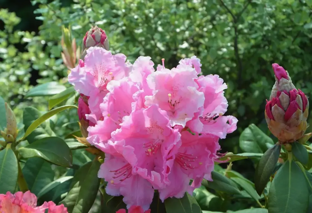 Hvornår skal rhododendron gødes? Få de bedste tidspunkter og tricks til mere blomstring