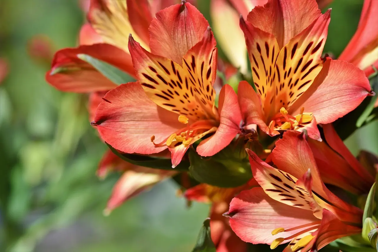 Hvornår springer rhododendron ud? – Sådan får du dem til at eksplodere i farver