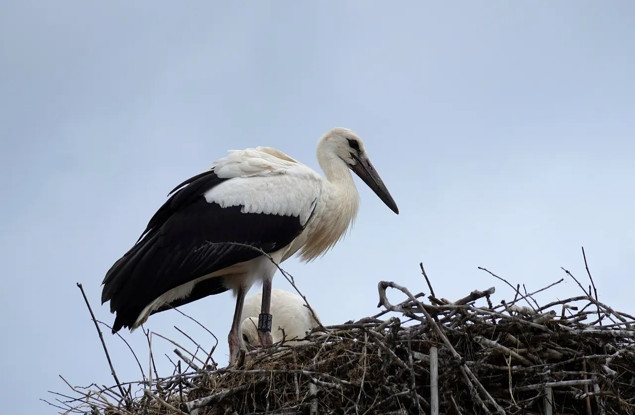Muligheder til Stork krydsord
