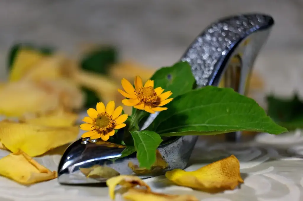 Såtid og pasning af solsikker i dansk klima