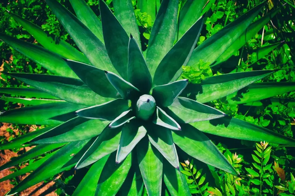 Vedligeholdelse af sisaltæpper i hjem med katte